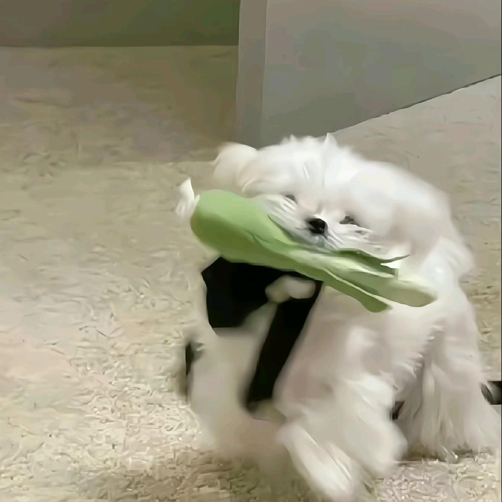 一只意余