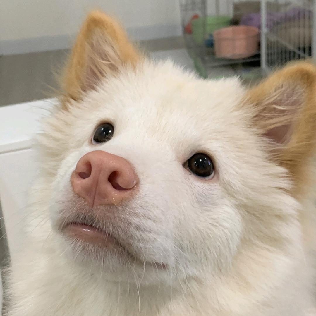 小猫不吃鱼