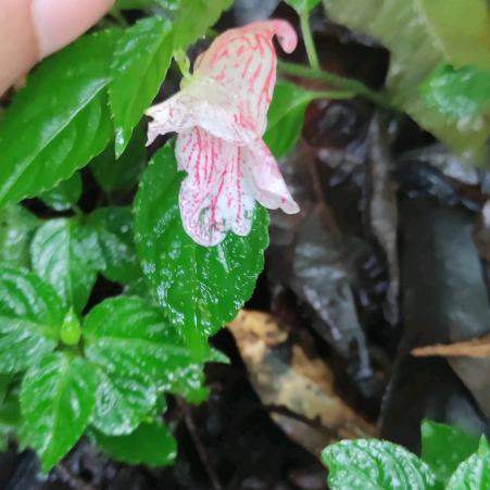 Impatiens