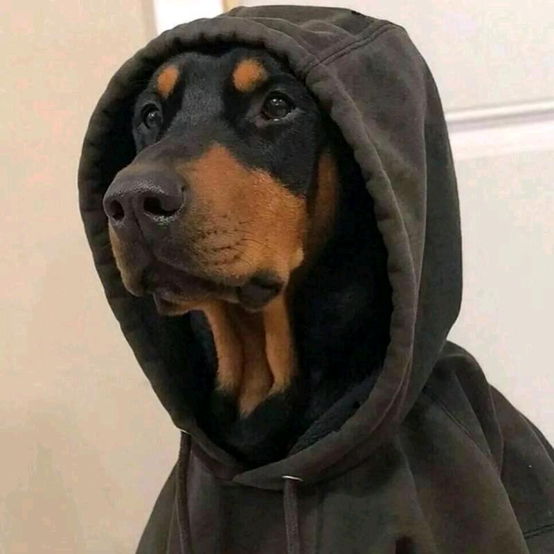 零智商的🐶