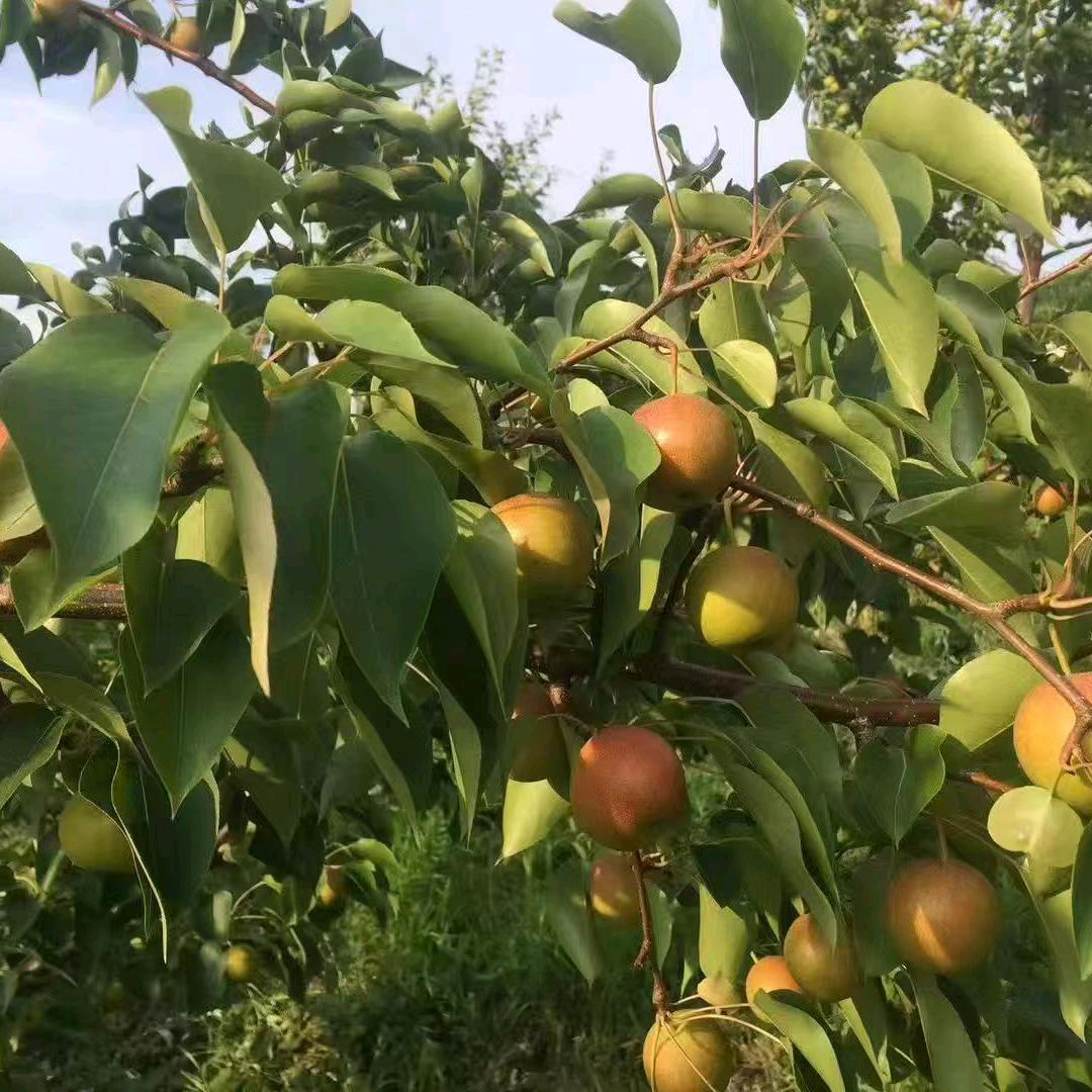 海城华姐~南果梨