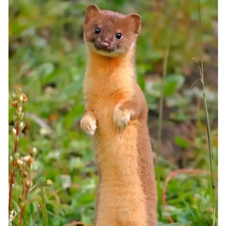 拖把粘💩犹如吕布在世