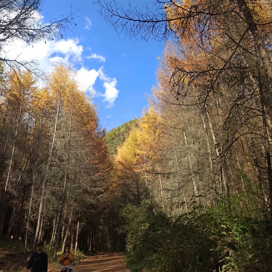 枫叶🍁