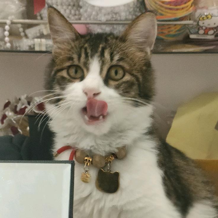 🐱淑芬是只哈基咪