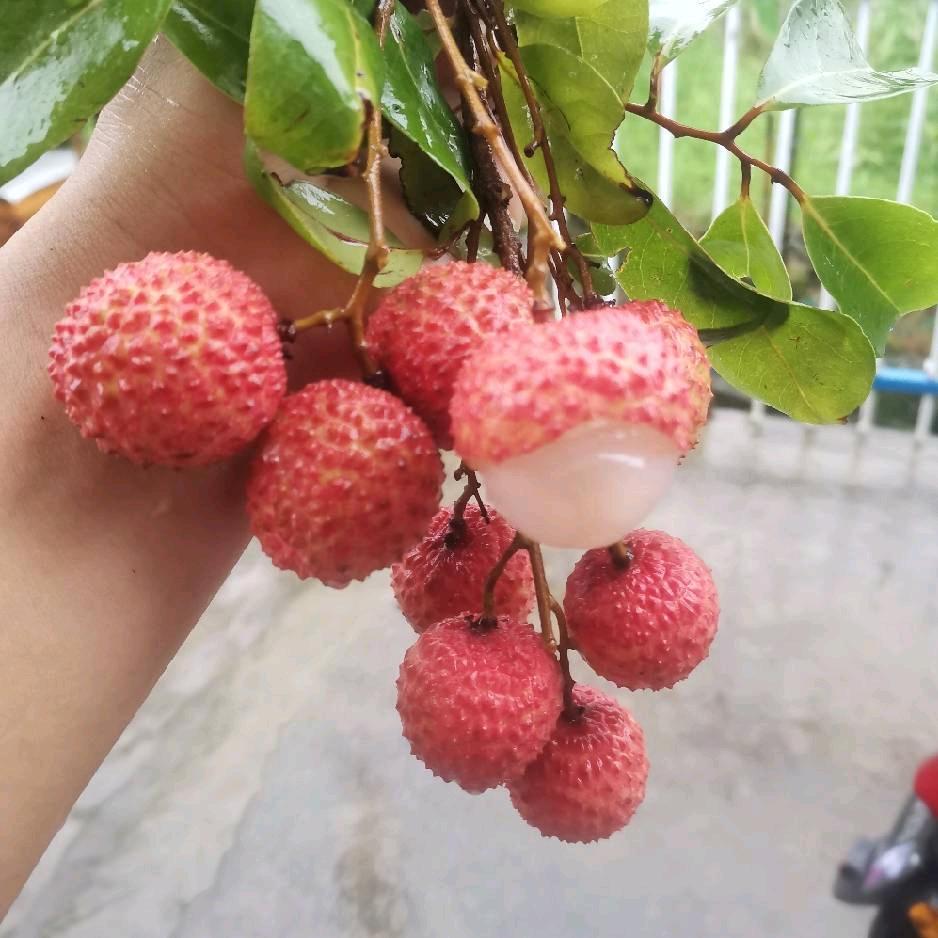 草帽哥。