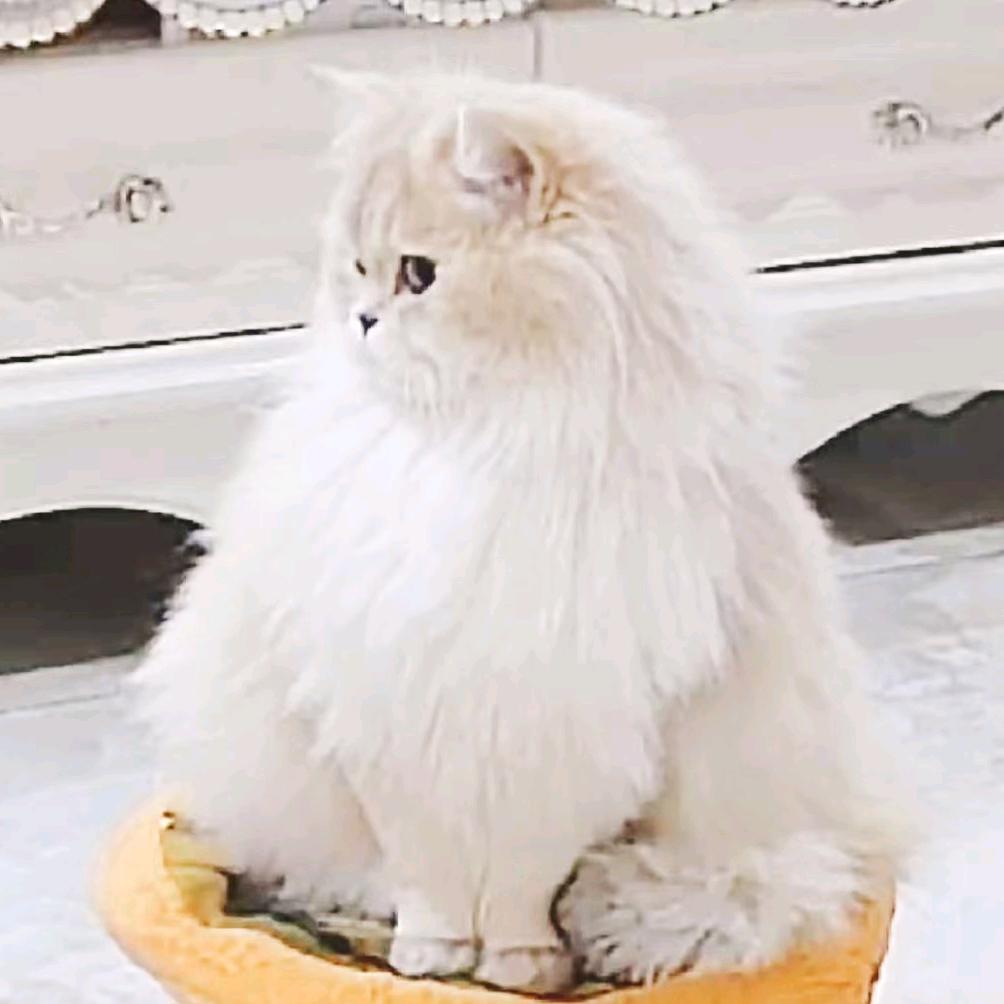 我家猫崽