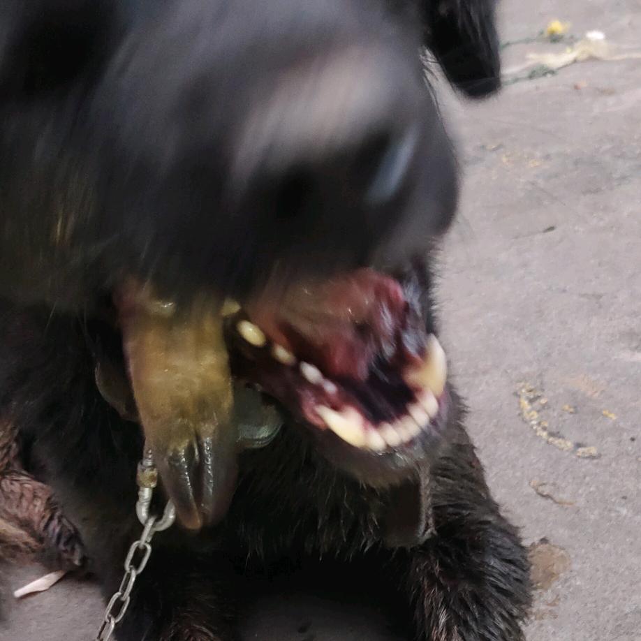 逮狗