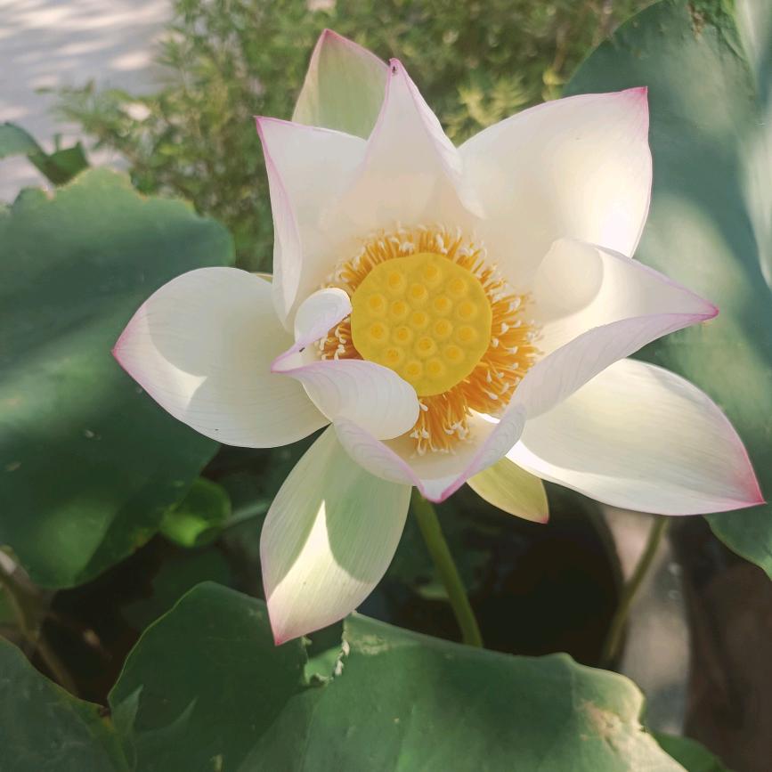 快乐宝贝丽