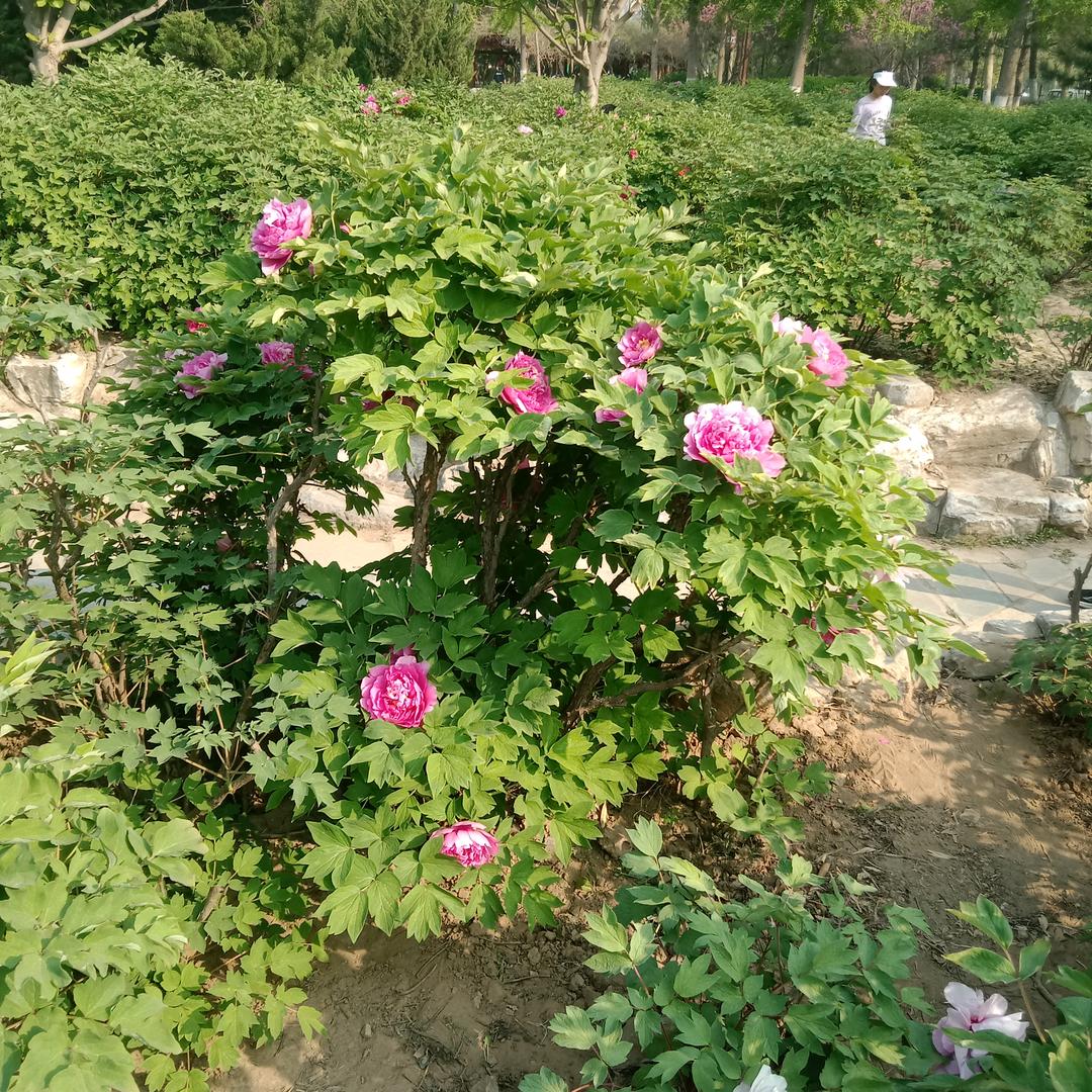 ✎ℳ๓落日