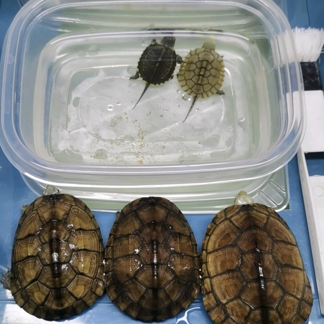 🌈大叔爱养龟