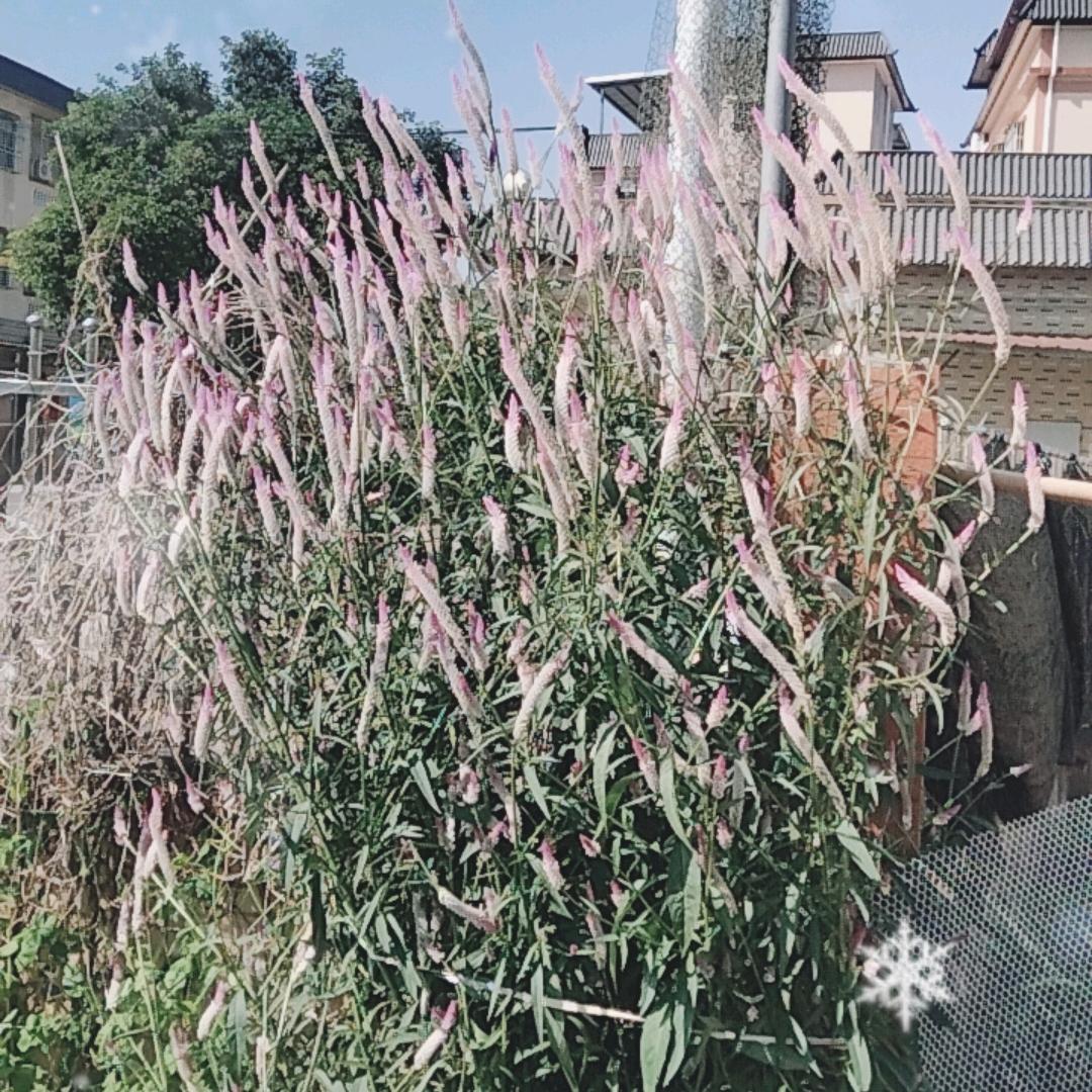 客家仔