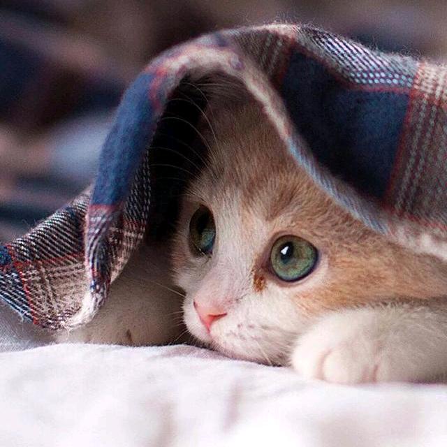 糖果味小熊猫