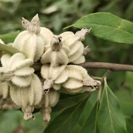 翅果湖南  刘孝