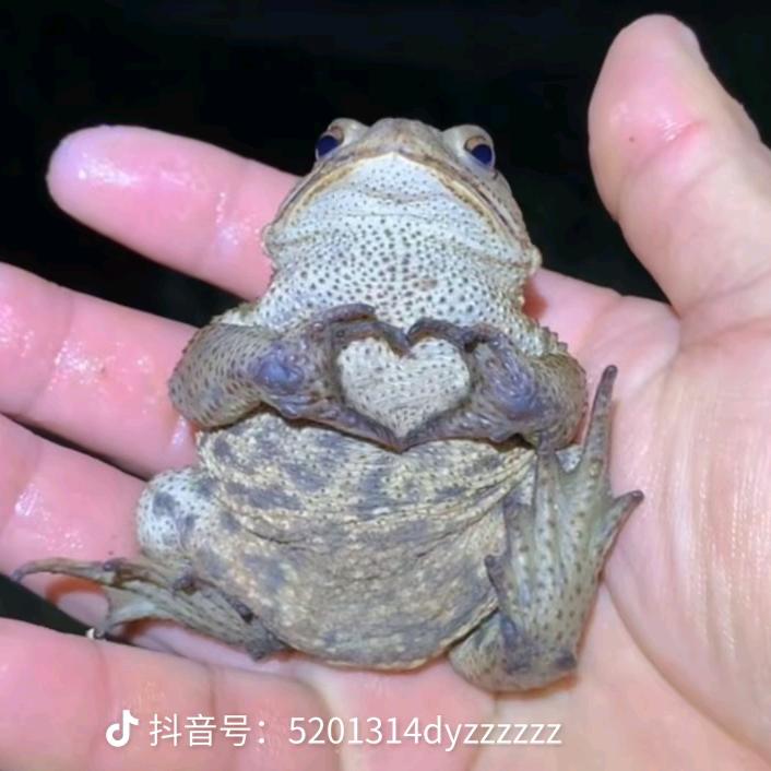 老奶奶过马路被屎壳郎撞飞