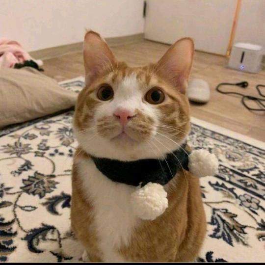 哪只猫