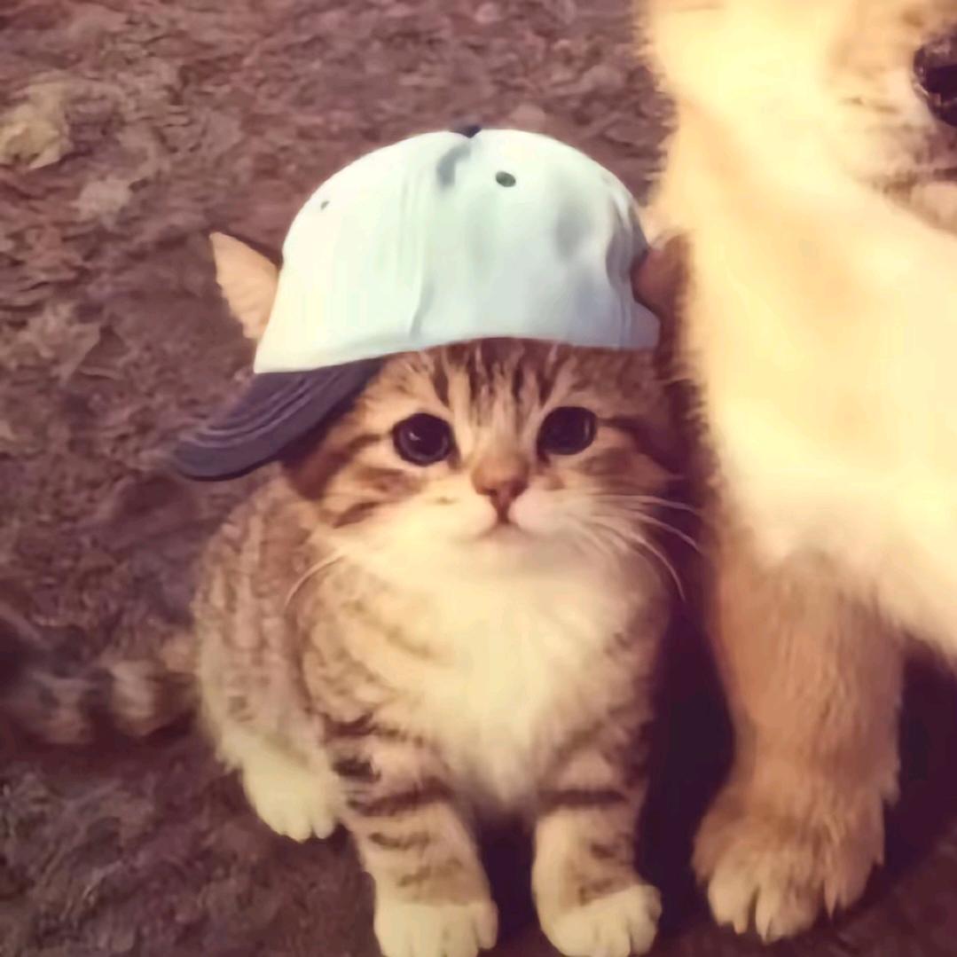 菜菜说不准吃香菜发现你吃香菜就拔香菜