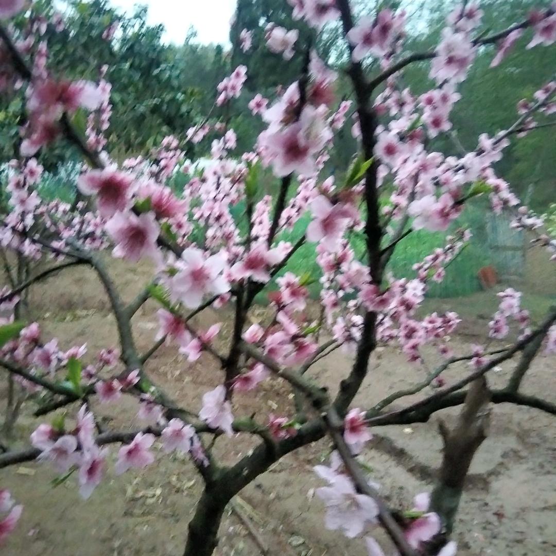 60后的侯姐🌺🌺