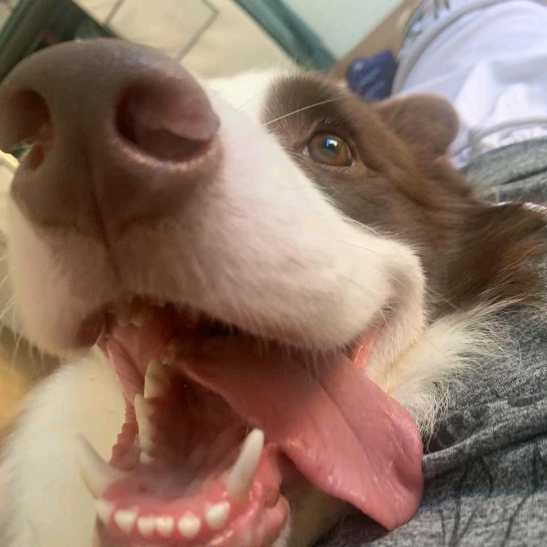 🦸🏻‍♀️铲屎官