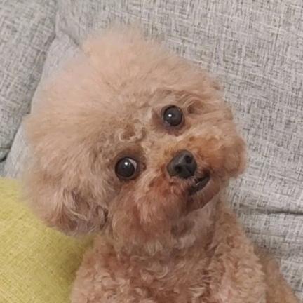 草莓甜心PET
