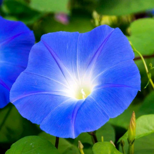 🌸小牵牛花🌸头像