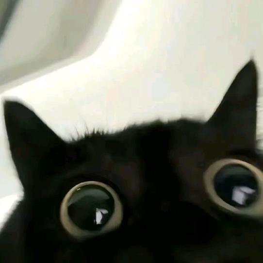 酷炫猪皮王国威猛先生之梦幻脚皮垢