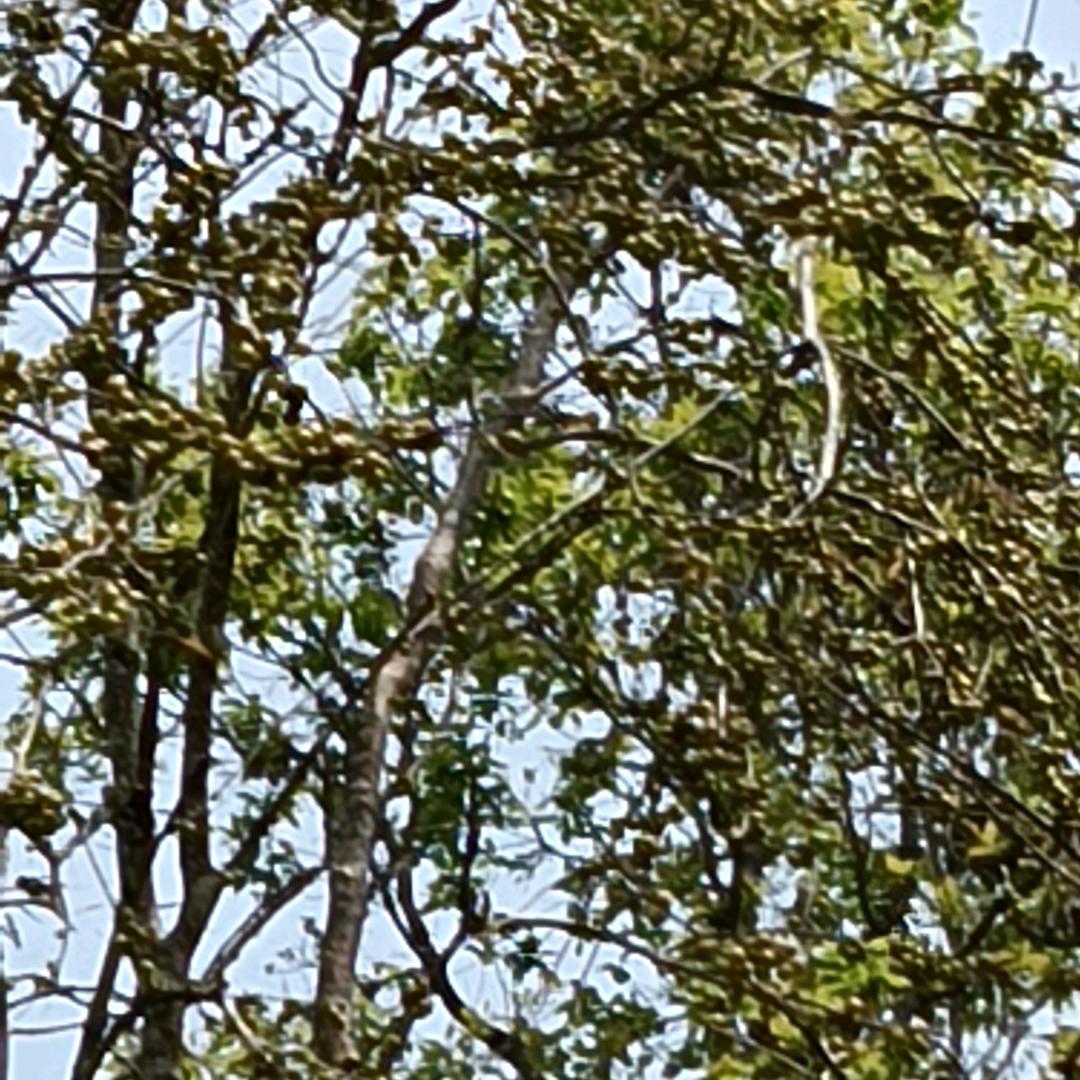 封心🐍锁爱