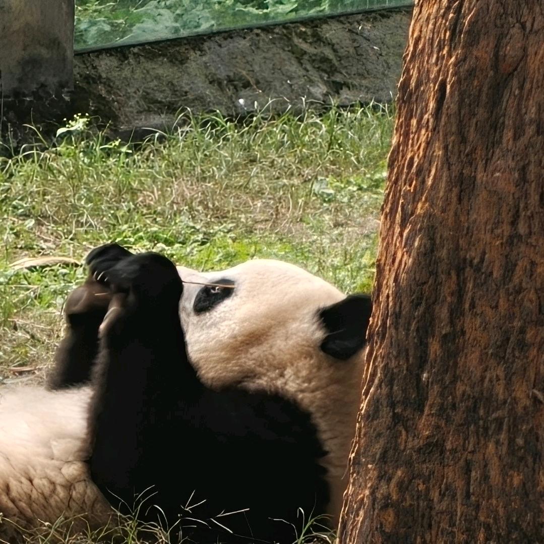 橙橙子