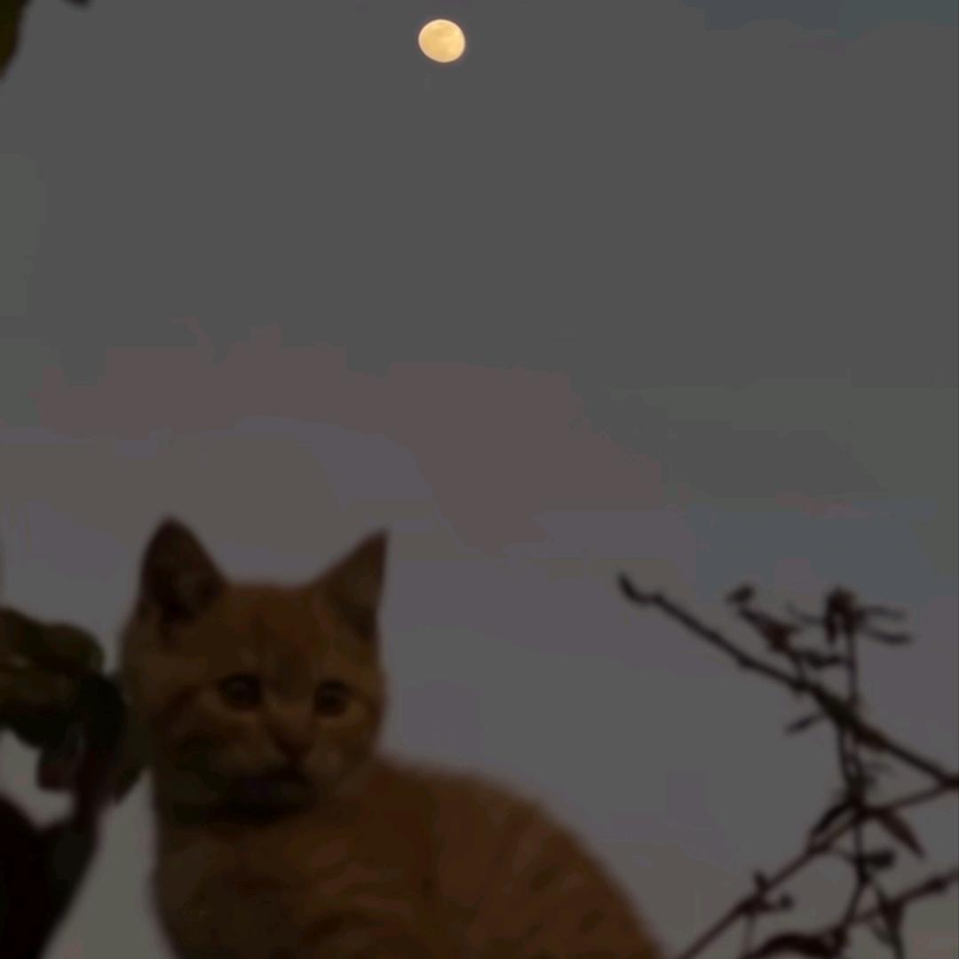 洛希极限。