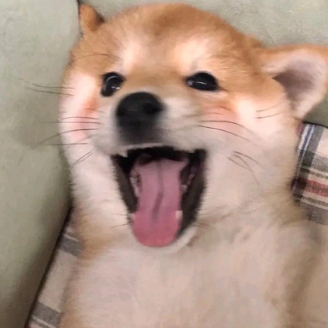 鹅睡着了