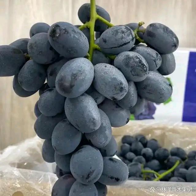 小香港葡萄🍇