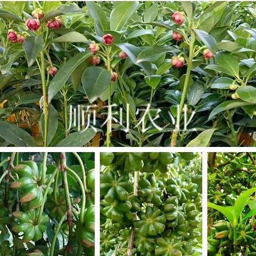 南美豹顺利果树苗木专卖店
