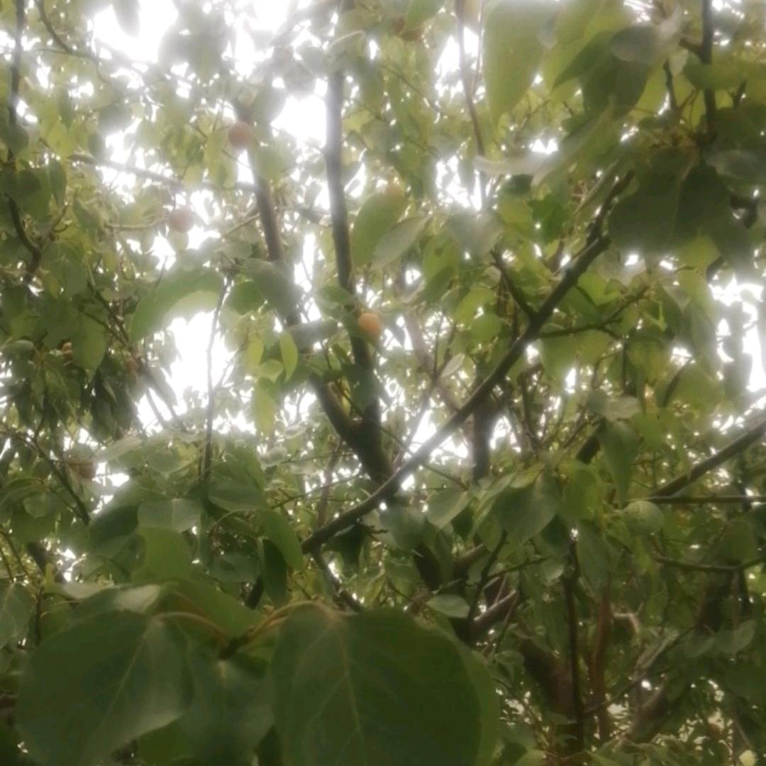 用户618053820669雄鹰