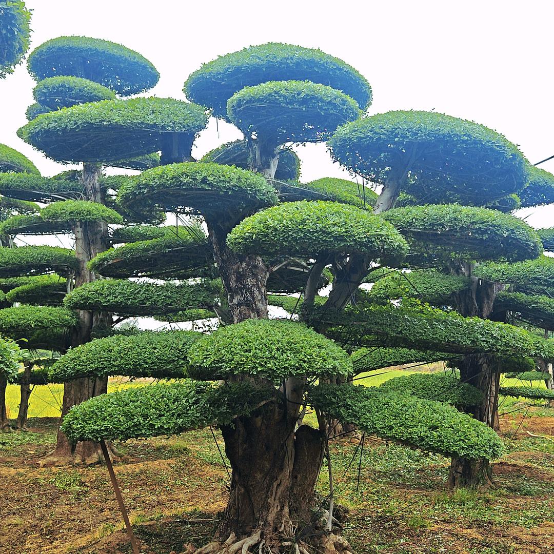 京山对节