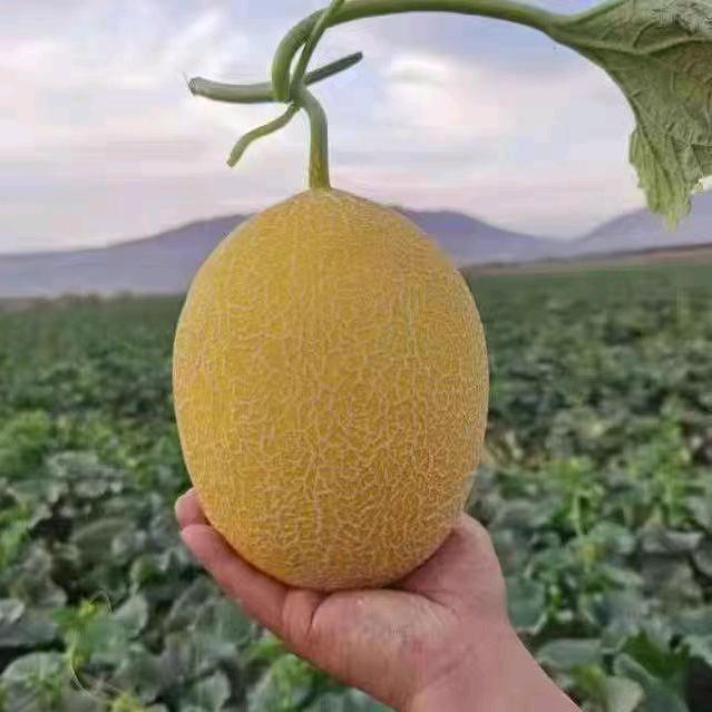 孜然之乡