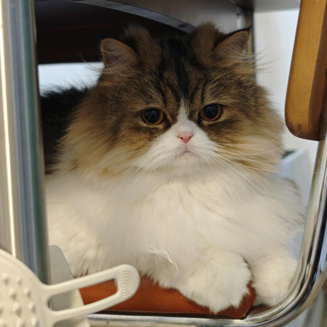 卡皮巴拉拉-乐高崽