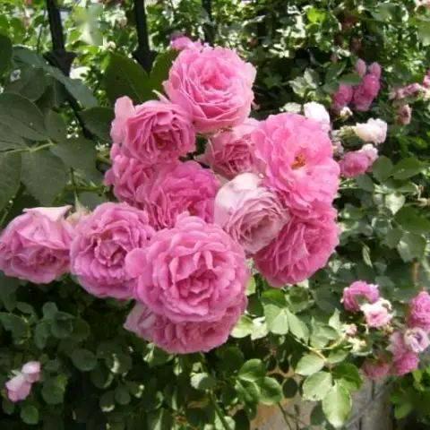 ℳঞ ꦿ媛 ໌້ᮨ꧔ꦿ᭄