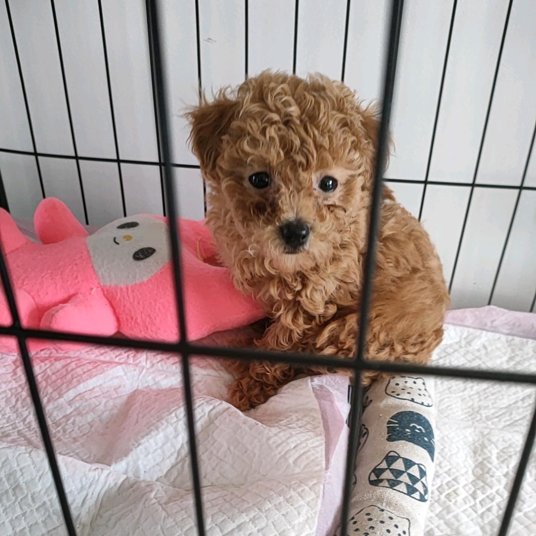 毛孩子🐶苏十七