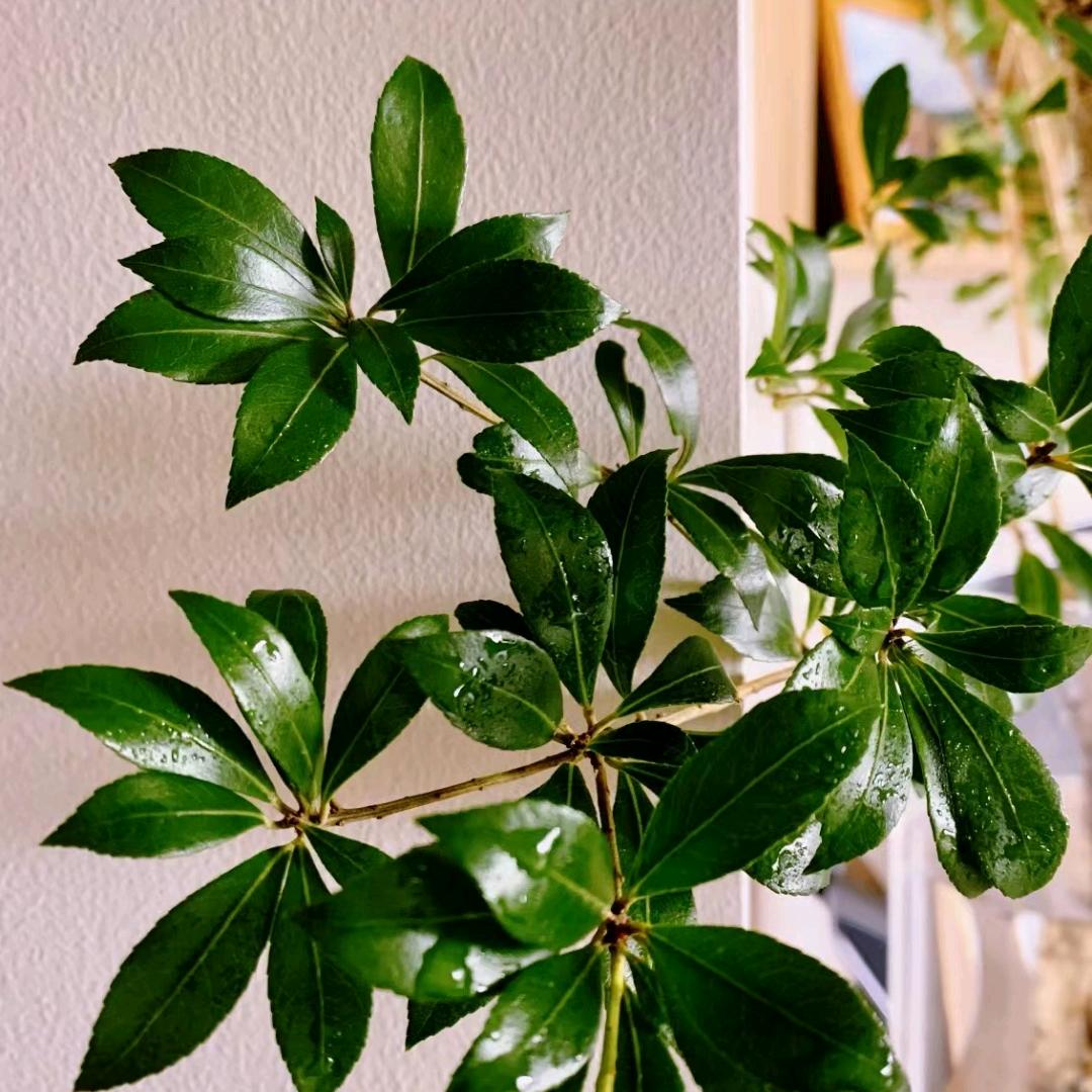 后期