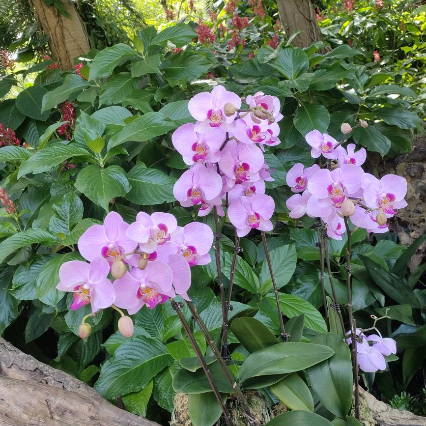 『厵薏卟愛伱』