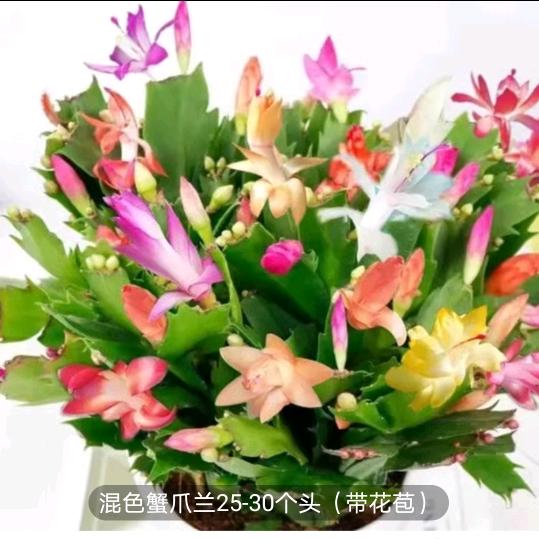 朋哥
