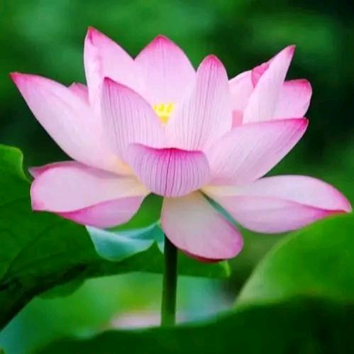 善心正念鸿运姐姐