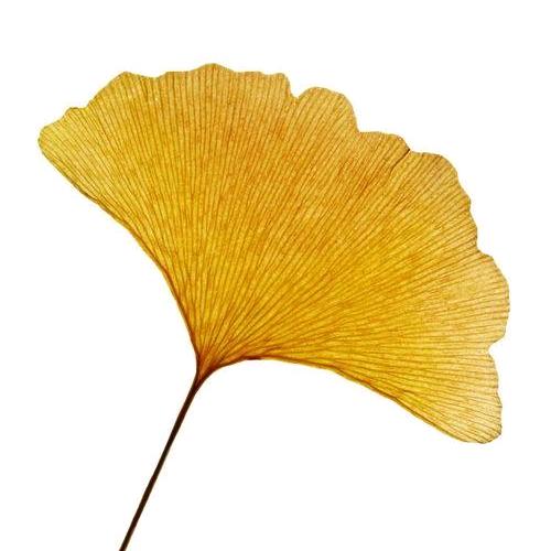 🍁琴🍁