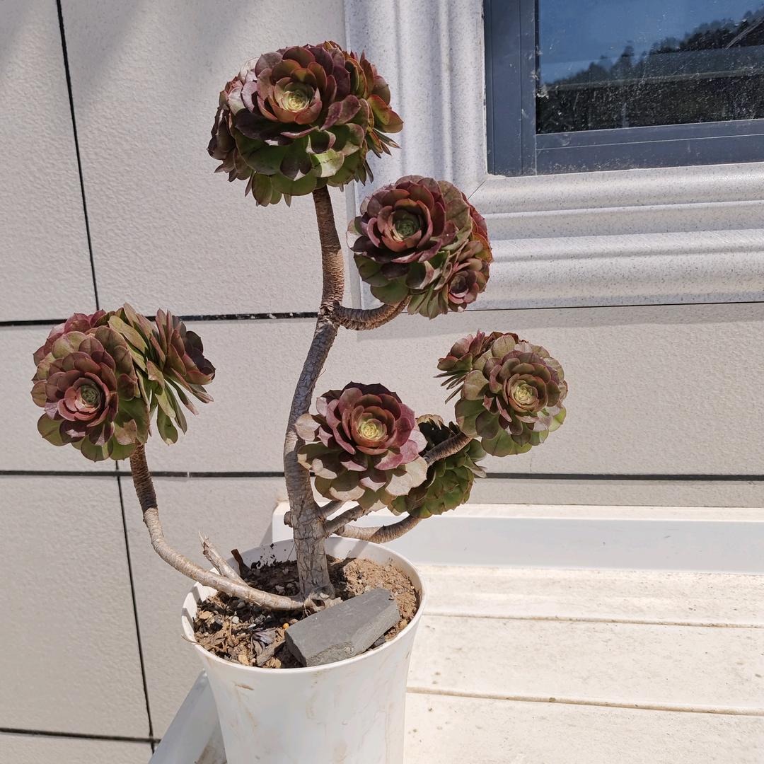 大英居佳装饰  雪姐