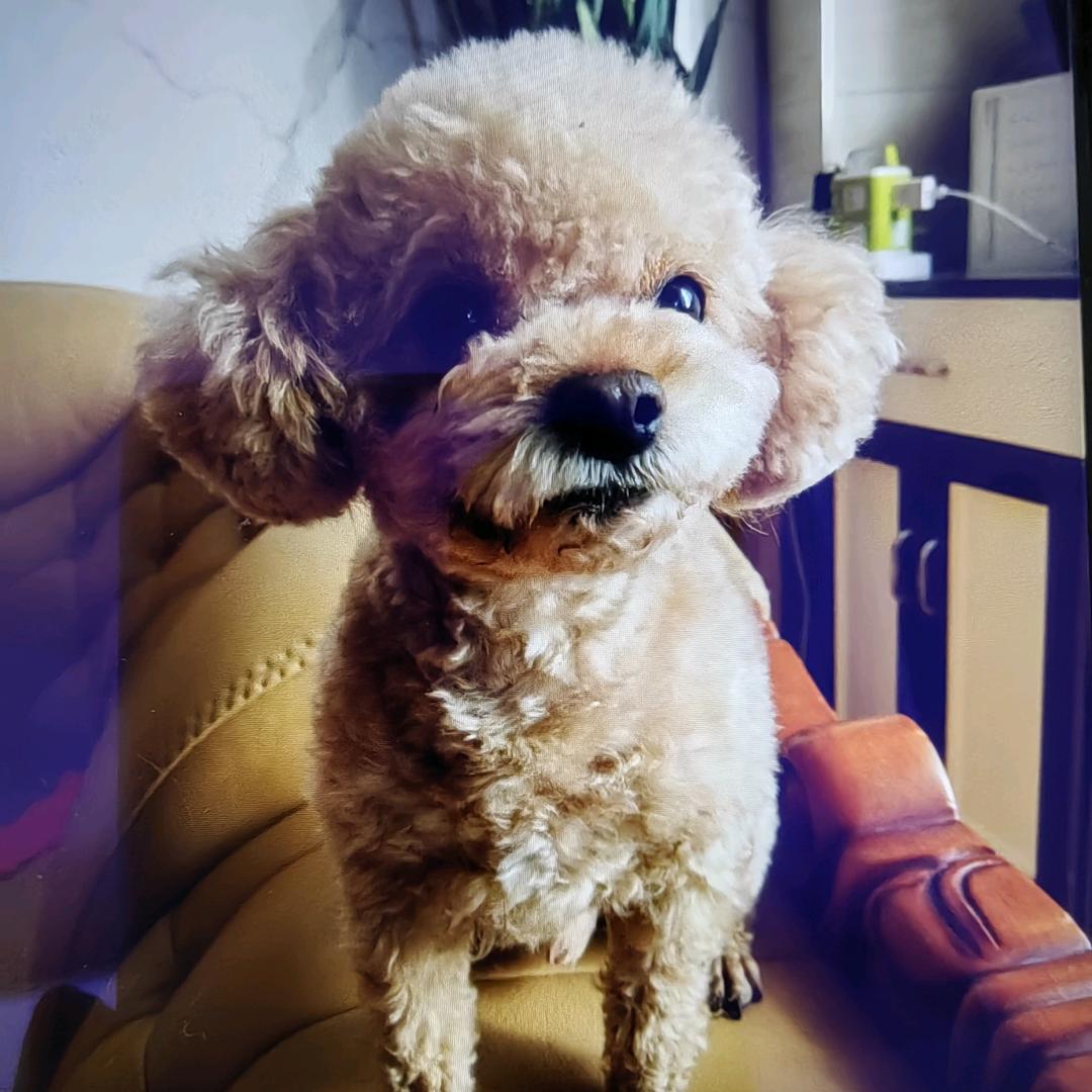 风铃听风