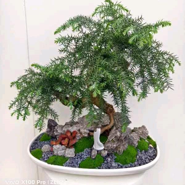 菲萝花卉