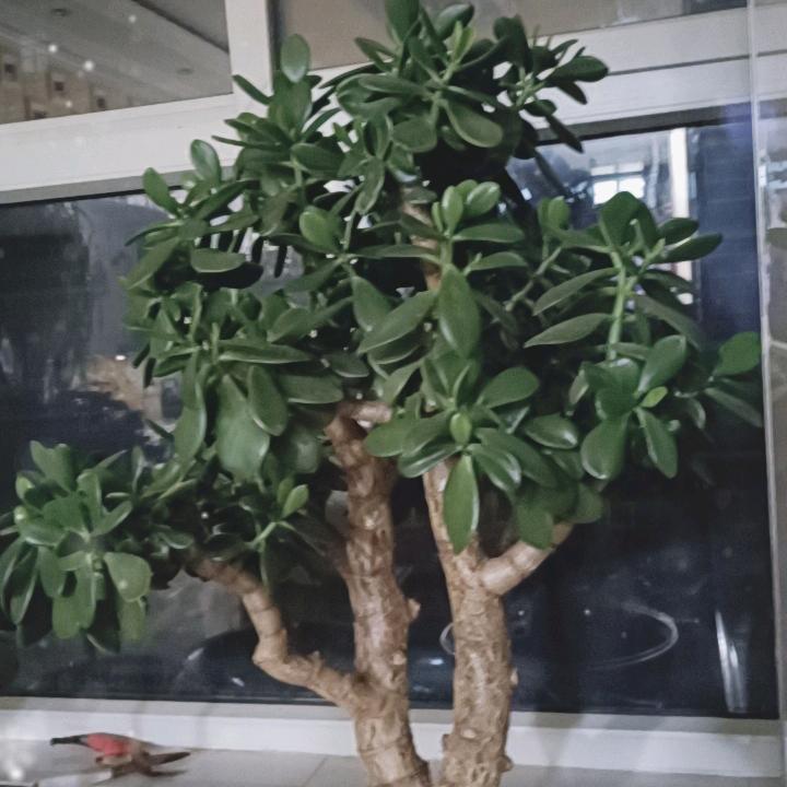 燕凤