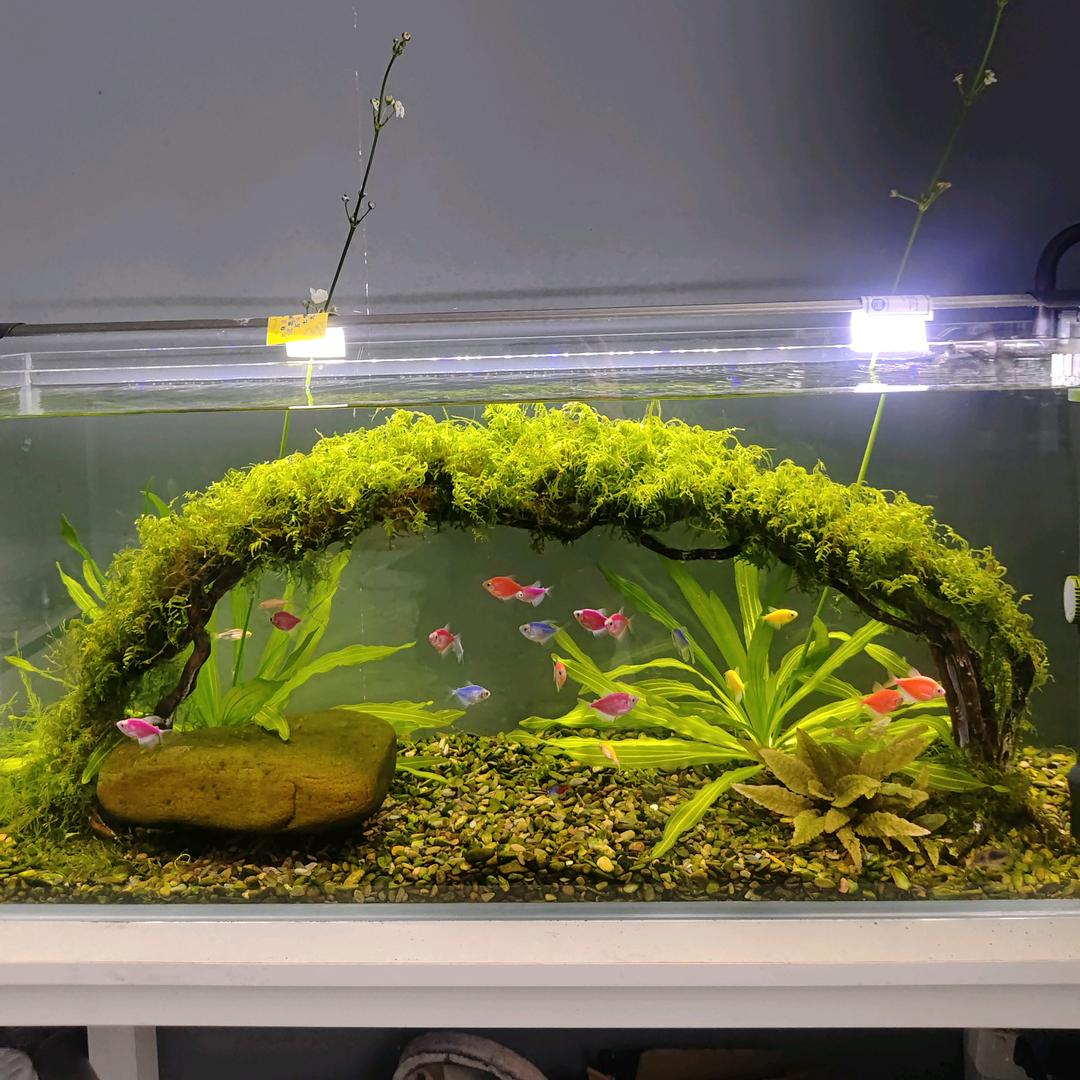 木生财鱼缸造景创意屋