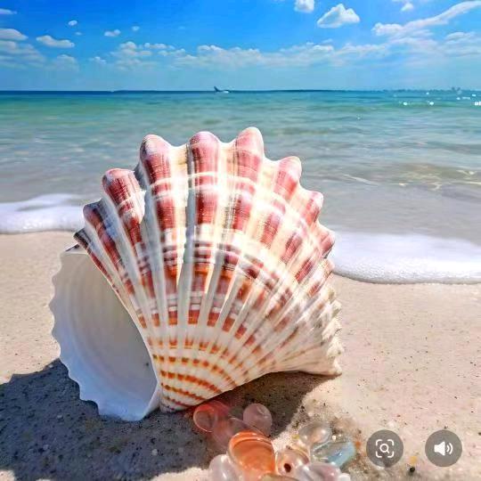 光头王(户外.赶海)