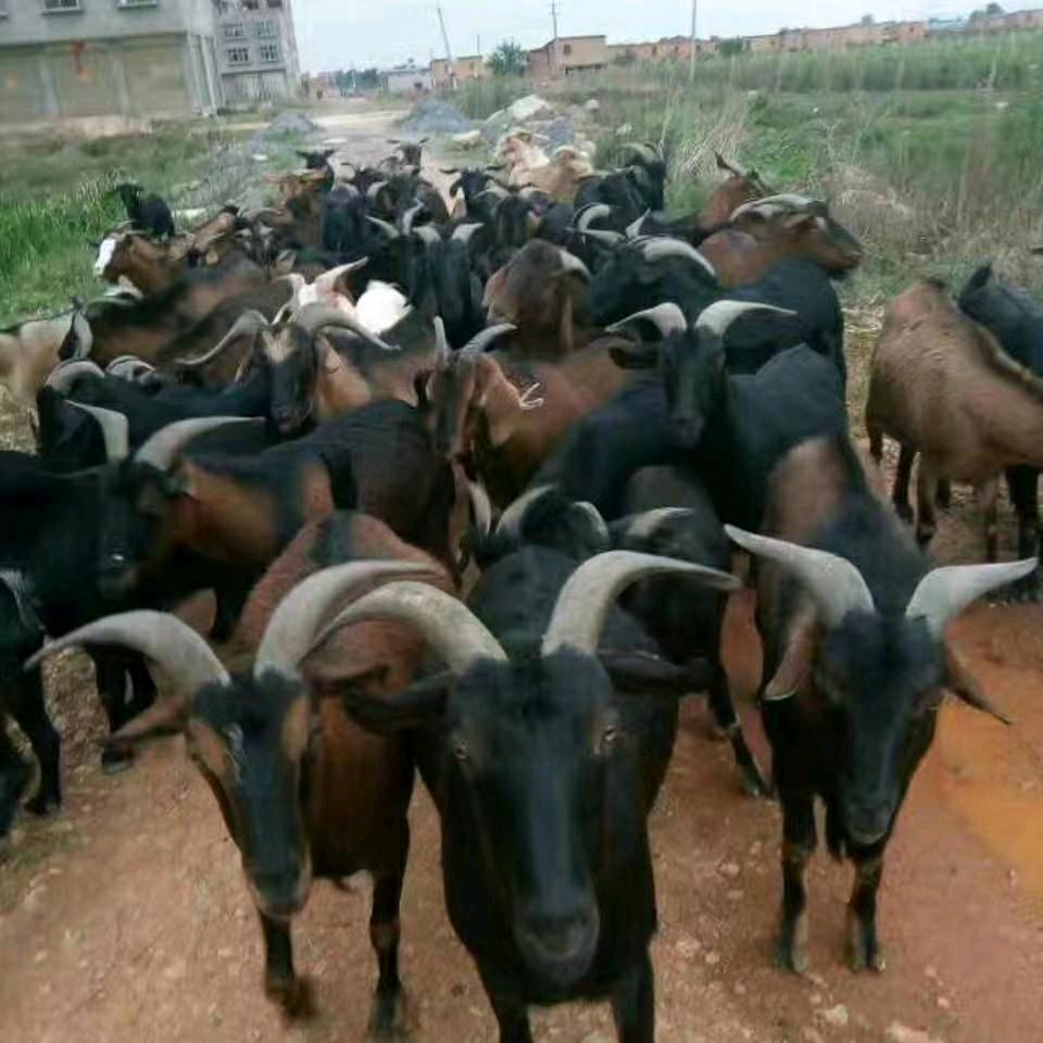 会泽黑山羊批发