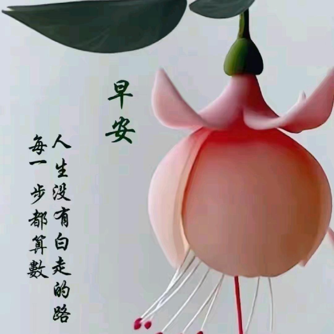 杨姐首播